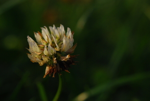 witte klaverbloem