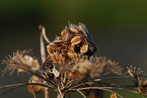 droge planten