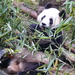 Sichuan, Grote Panda