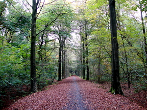 Vrijbos--Houthulst-oktober-2009