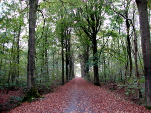 Vrijbos--Houthulst-oktober-2009