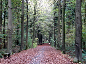 Vrijbos--Houthulst-oktober-2009