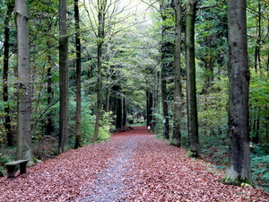 Vrijbos--Houthulst-oktober-2009