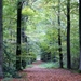 t' Vrijbos- Houthulst-Herfst 10-10-09-