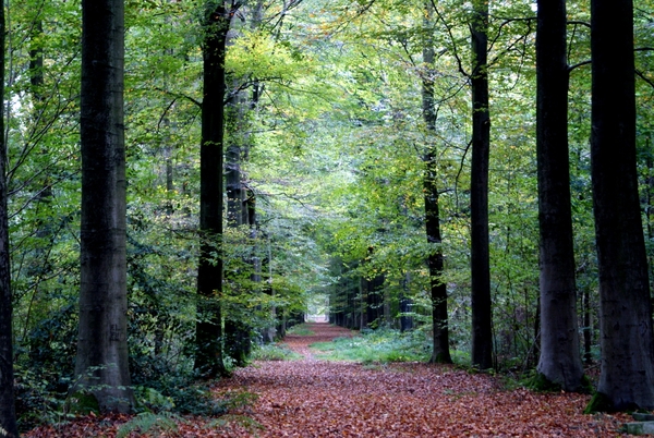 t' Vrijbos- Houthulst-Herfst 10-10-09-