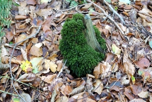 t' Vrijbos- Houthulst-Herfst 10-10-09-