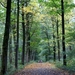 t' Vrijbos- Houthulst-Herfst 10-10-09-