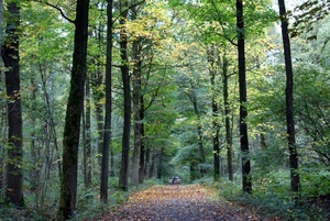 t' Vrijbos- Houthulst-Herfst 10-10-09-