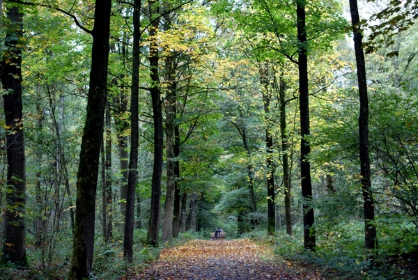 t' Vrijbos- Houthulst-Herfst 10-10-09-