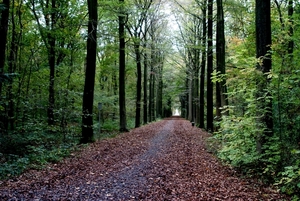 t' Vrijbos- Houthulst-Herfst 10-10-09-