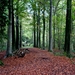 t' Vrijbos- Houthulst-Herfst 10-10-09-