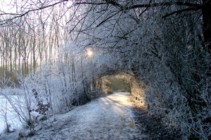 Veld-Ardooie-21