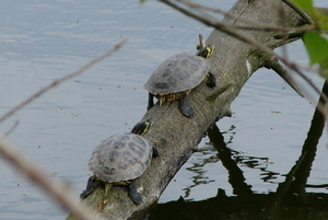 Stadspark-Roeselare-8