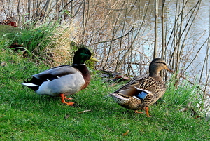 Stadspark-Roeselare-14