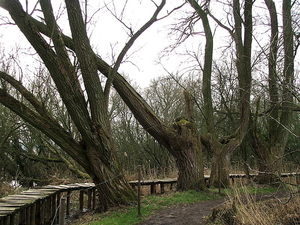 Natuurgebied-De Blankaert-8