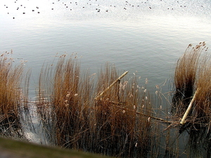 Natuurgebied-De Blankaert-9