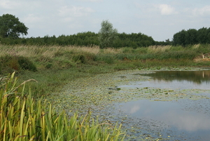 Natuurdomein-RHOEDESGOED in KACHTEM