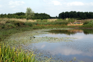 Natuurdomein-RHOEDESGOED in KACHTEM