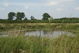 Natuurdomein-RHOEDESGOED in KACHTEM