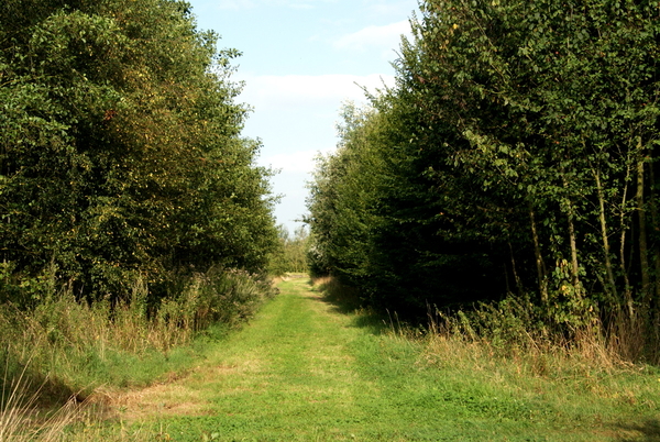 Natuurdomein-RHOEDESGOED in KACHTEM