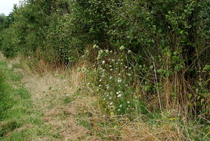 Natuurdomein-RHOEDESGOED in KACHTEM