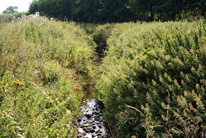 Natuurdomein-RHOEDESGOED in KACHTEM