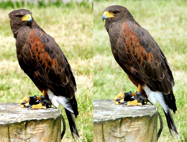 Woestijnbuizerd