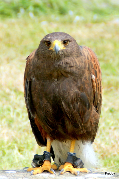 Woestijnbuizerd