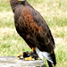 Woestijnbuizerd