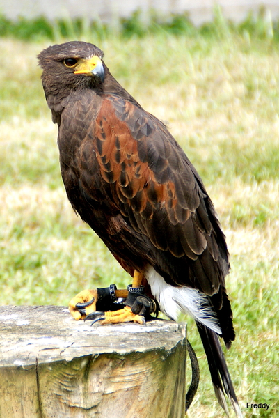 Woestijnbuizerd