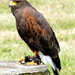 Woestijnbuizerd