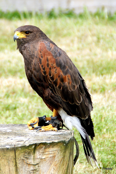 Woestijnbuizerd