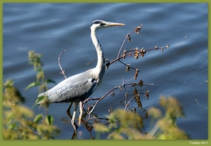 Blauwe Reiger