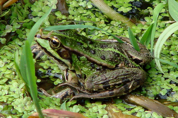 Groene kikker