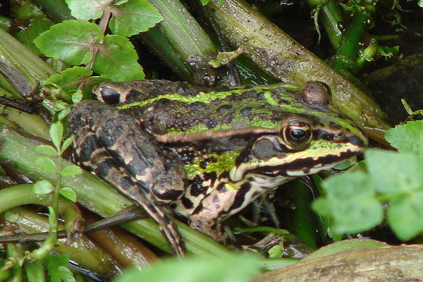 groene kikker