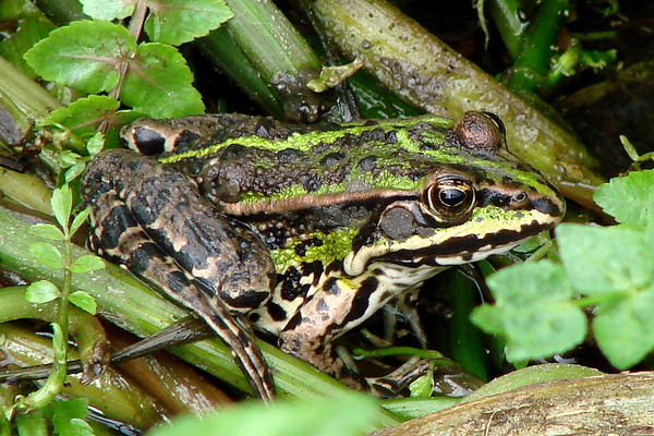 groene kikker