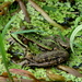 groene kikker