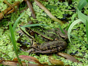 groene kikker