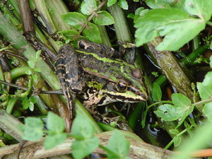 groene kikker