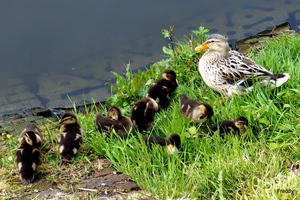 Wilde Eend met Kuikens