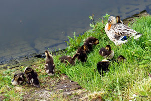 Wilde Eend met Kuikens