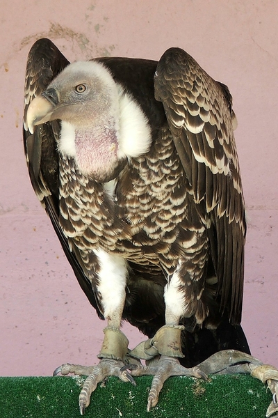 Roofvogels-Aviflora 2006-Gier