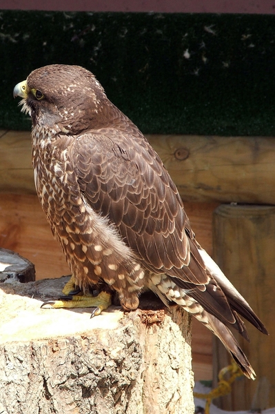 Roofvogels-Aviflora 2006