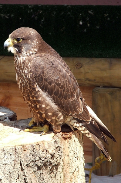 Roofvogels-Aviflora 2006