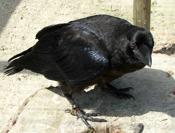 Roofvogels-Aviflora 2006-Kraai