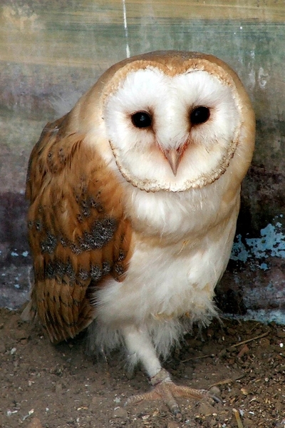 Roofvogels-Aviflora 2006-Kerkuil