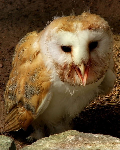 Roofvogels-Aviflora 2006-Jonge Kerkuil