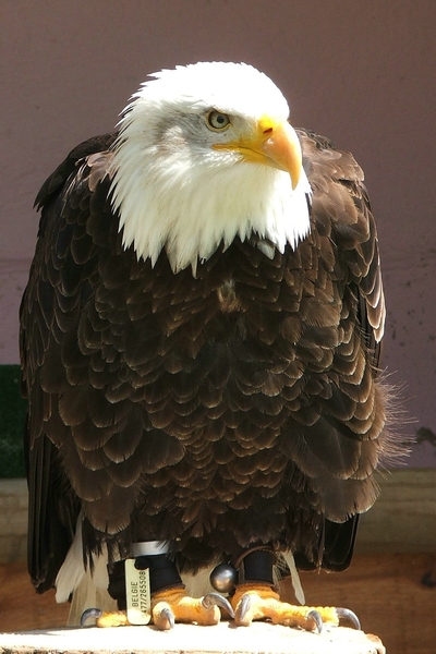 Roofvogels-Aviflora 2006-Zeearend
