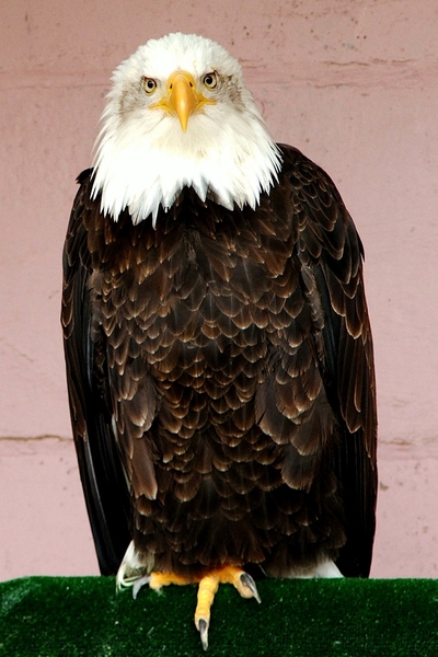 Roofvogels-Aviflora 2006-Zeearend