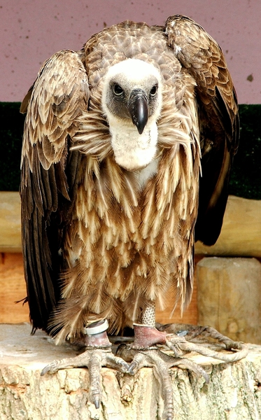 Roofvogels-Aviflora 2006-Gier